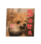 ポメ×チワ ミニ太♪（個別スタンプ：5）