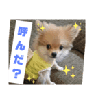 ポメ×チワ ミニ太♪（個別スタンプ：6）
