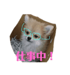 ポメ×チワ ミニ太♪（個別スタンプ：7）