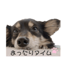 癒しのチワックス ポポちゃん（個別スタンプ：8）