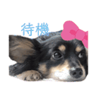癒しのチワックス ポポちゃん（個別スタンプ：9）