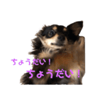 癒しのチワックス ポポちゃん（個別スタンプ：10）