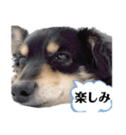 癒しのチワックス ポポちゃん（個別スタンプ：30）
