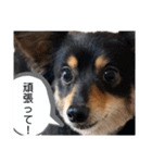 癒しのチワックス ポポちゃん（個別スタンプ：31）