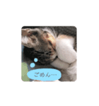 ねこのちゃんぷるー。（個別スタンプ：1）