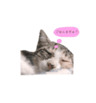 ねこのちゃんぷるー。（個別スタンプ：2）