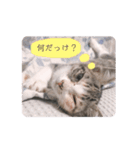 ねこのちゃんぷるー。（個別スタンプ：3）