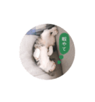 ねこのちゃんぷるー。（個別スタンプ：4）