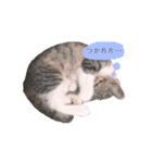 ねこのちゃんぷるー。（個別スタンプ：5）