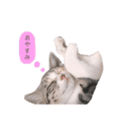 ねこのちゃんぷるー。（個別スタンプ：6）