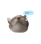 ねこのちゃんぷるー。（個別スタンプ：9）