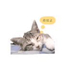 ねこのちゃんぷるー。（個別スタンプ：10）