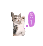 ねこのちゃんぷるー。（個別スタンプ：13）
