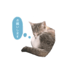ねこのちゃんぷるー。（個別スタンプ：14）