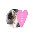 ねこのちゃんぷるー。（個別スタンプ：15）