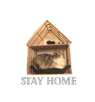 ウチのニャンズ（個別スタンプ：2）
