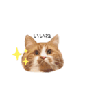 ウチのニャンズ（個別スタンプ：12）