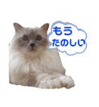 まじ天使猫ちゃんのパステル3（個別スタンプ：9）