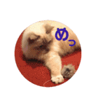 まじ天使猫ちゃんのパステル3（個別スタンプ：17）