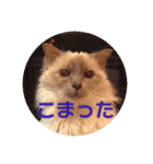 まじ天使猫ちゃんのパステル3（個別スタンプ：19）