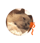 まじ天使猫ちゃんのパステル3（個別スタンプ：36）