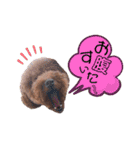 トイプードル と 時々 猫（個別スタンプ：4）