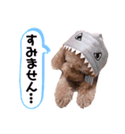 トイプードル と 時々 猫（個別スタンプ：6）