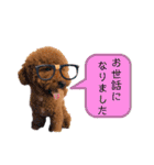 トイプードル と 時々 猫（個別スタンプ：10）