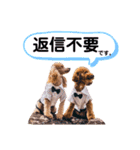 トイプードル と 時々 猫（個別スタンプ：13）