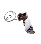 トイプードル と 時々 猫（個別スタンプ：18）