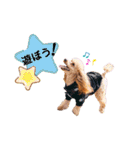 トイプードル と 時々 猫（個別スタンプ：28）