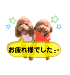 トイプードル と 時々 猫（個別スタンプ：32）