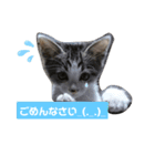 はな丸にゃんこ2（個別スタンプ：1）