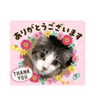 はな丸にゃんこ2（個別スタンプ：2）