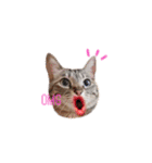 My cat2__（個別スタンプ：1）