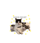 My cat2__（個別スタンプ：3）