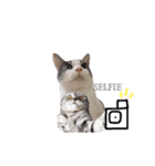 My cat2__（個別スタンプ：6）