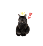 My cat2__（個別スタンプ：8）