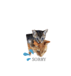 My cat2__（個別スタンプ：9）