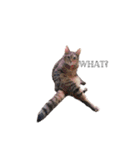 My cat2__（個別スタンプ：11）