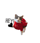 My cat2__（個別スタンプ：12）