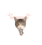 My cat2__（個別スタンプ：13）
