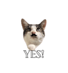 My cat2__（個別スタンプ：17）