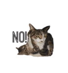 My cat2__（個別スタンプ：18）