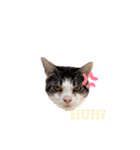 My cat2__（個別スタンプ：19）