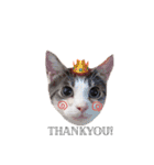 My cat2__（個別スタンプ：20）