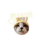 My cat2__（個別スタンプ：21）