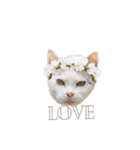 My cat2__（個別スタンプ：23）