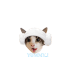 My cat2__（個別スタンプ：24）