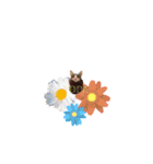 My cat2__（個別スタンプ：30）